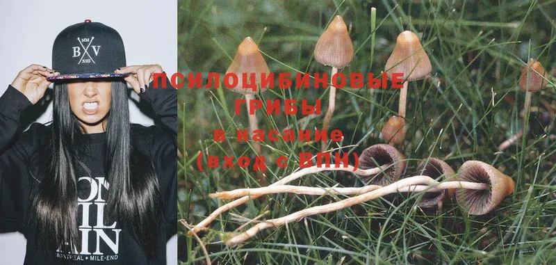 где найти наркотики  Аткарск  Галлюциногенные грибы Psilocybe 